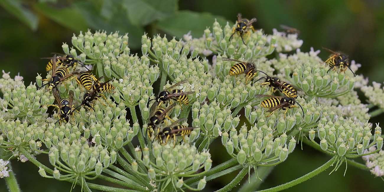 Vespula vulgaris? No, Dolichovespula sylvestris